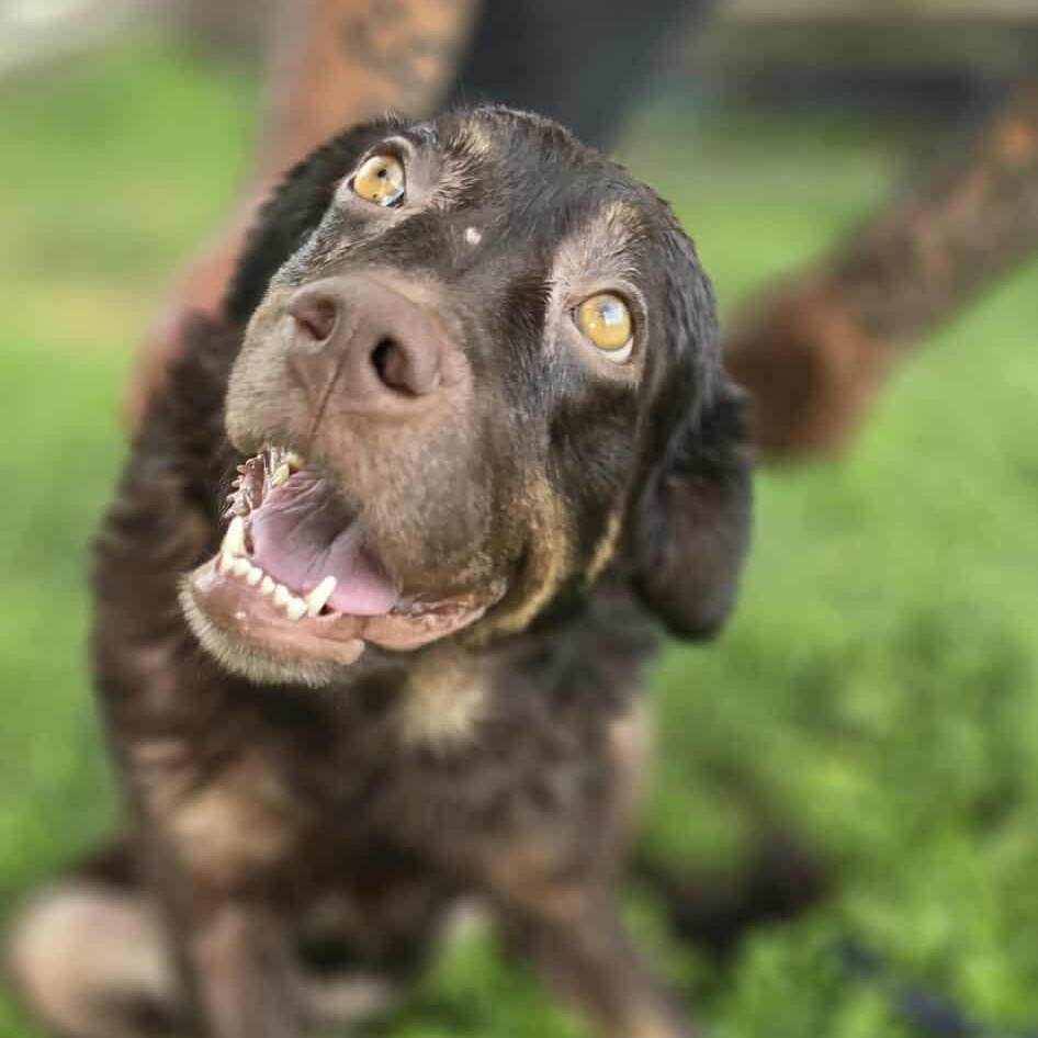 Coco, an adoptable Shepherd in Boise, ID, 83704 | Photo Image 3