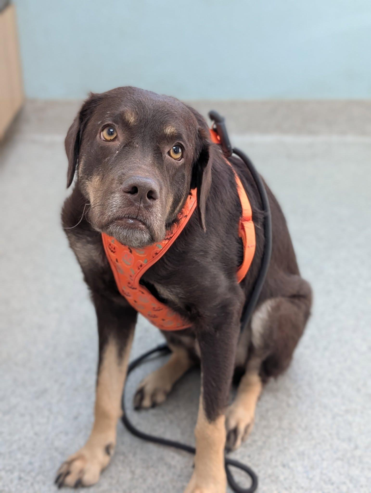 Coco, Adoptable, Adult Female Shepherd.