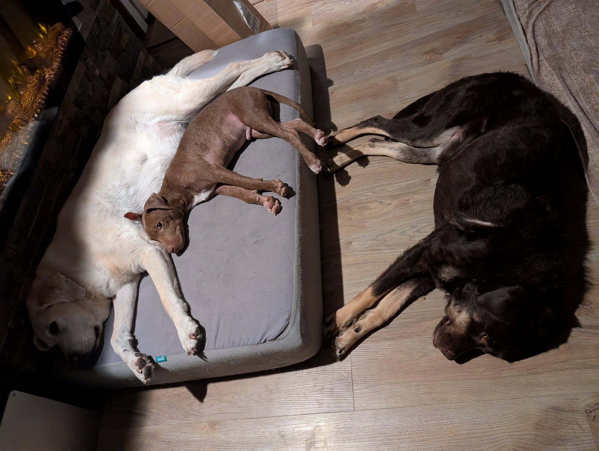 Coco, a Adoptable mixed breed in Boise, ID image 2/6