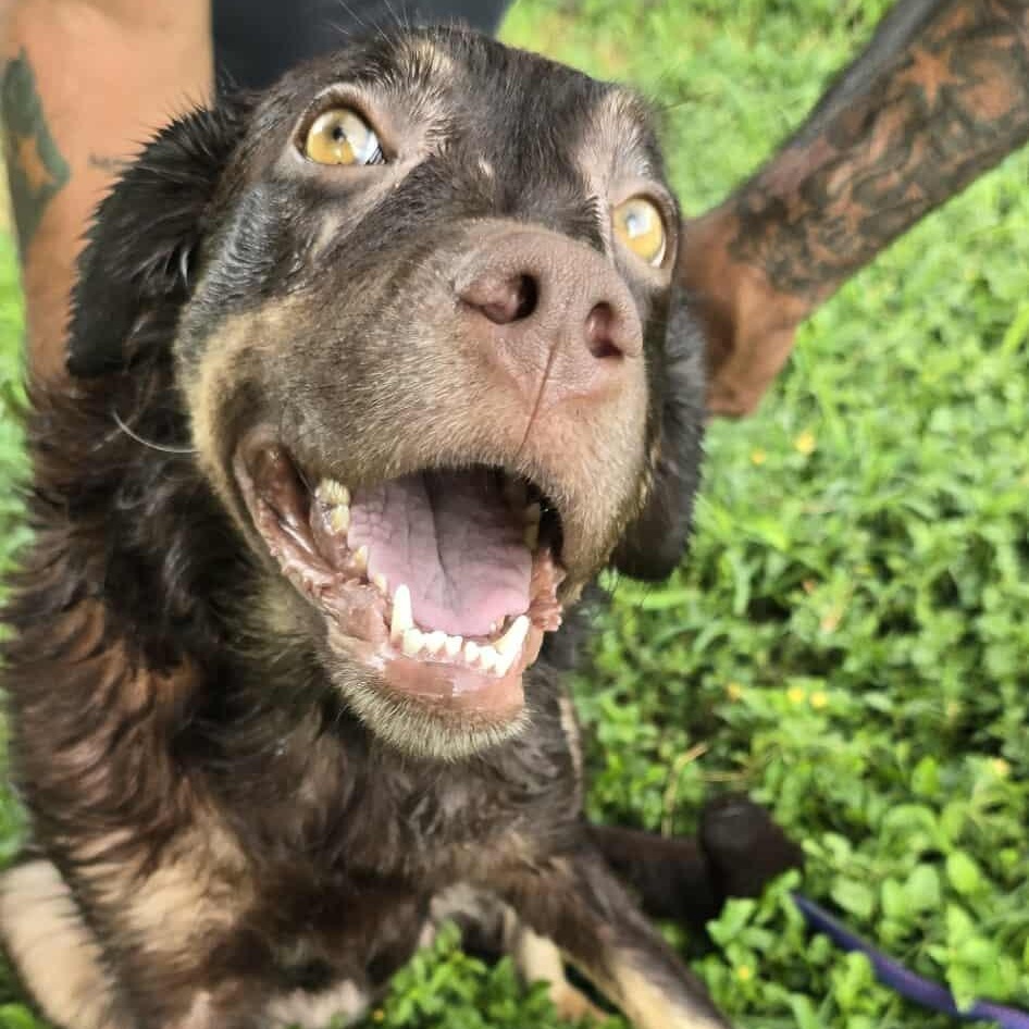 Coco, an adoptable Shepherd in Boise, ID, 83704 | Photo Image 4