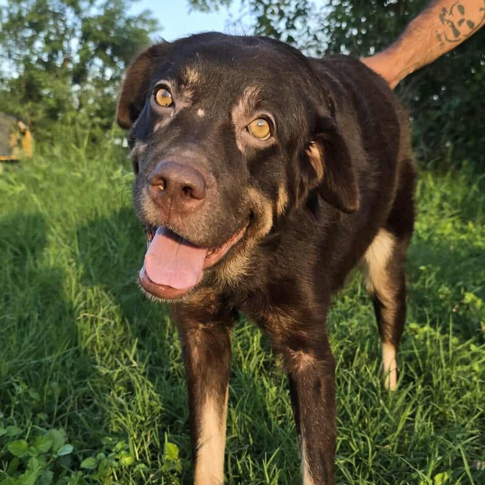 Coco, an adoptable Shepherd in Boise, ID, 83704 | Photo Image 1