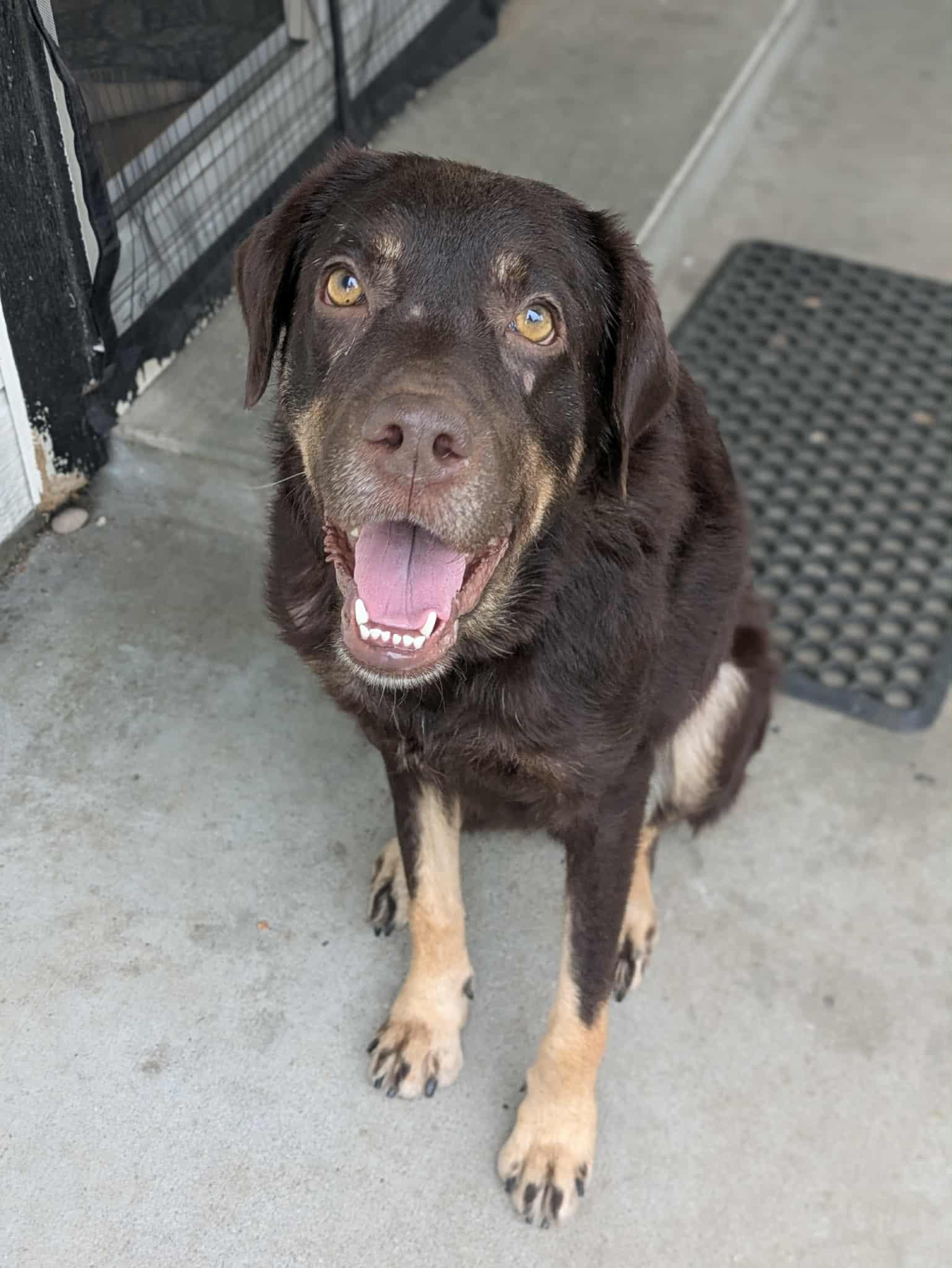 Coco, an adoptable Shepherd in Boise, ID, 83704 | Photo Image 2