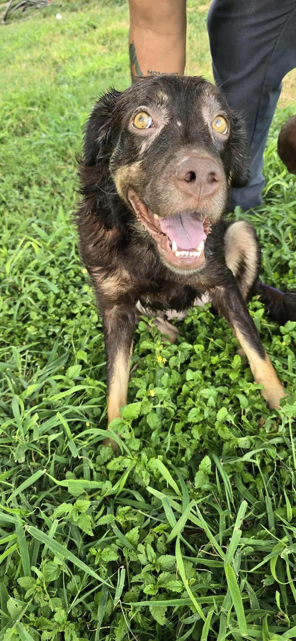 Coco, an adoptable Shepherd in Boise, ID, 83704 | Photo Image 5