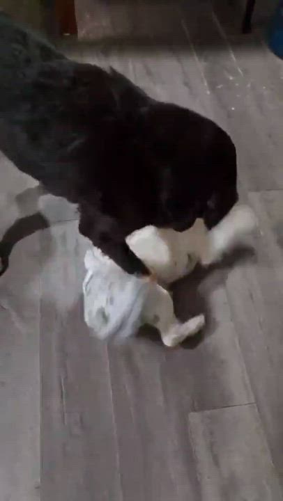 Enlarge Coco, a Adoptable mixed breed in Boise, ID video 6/6