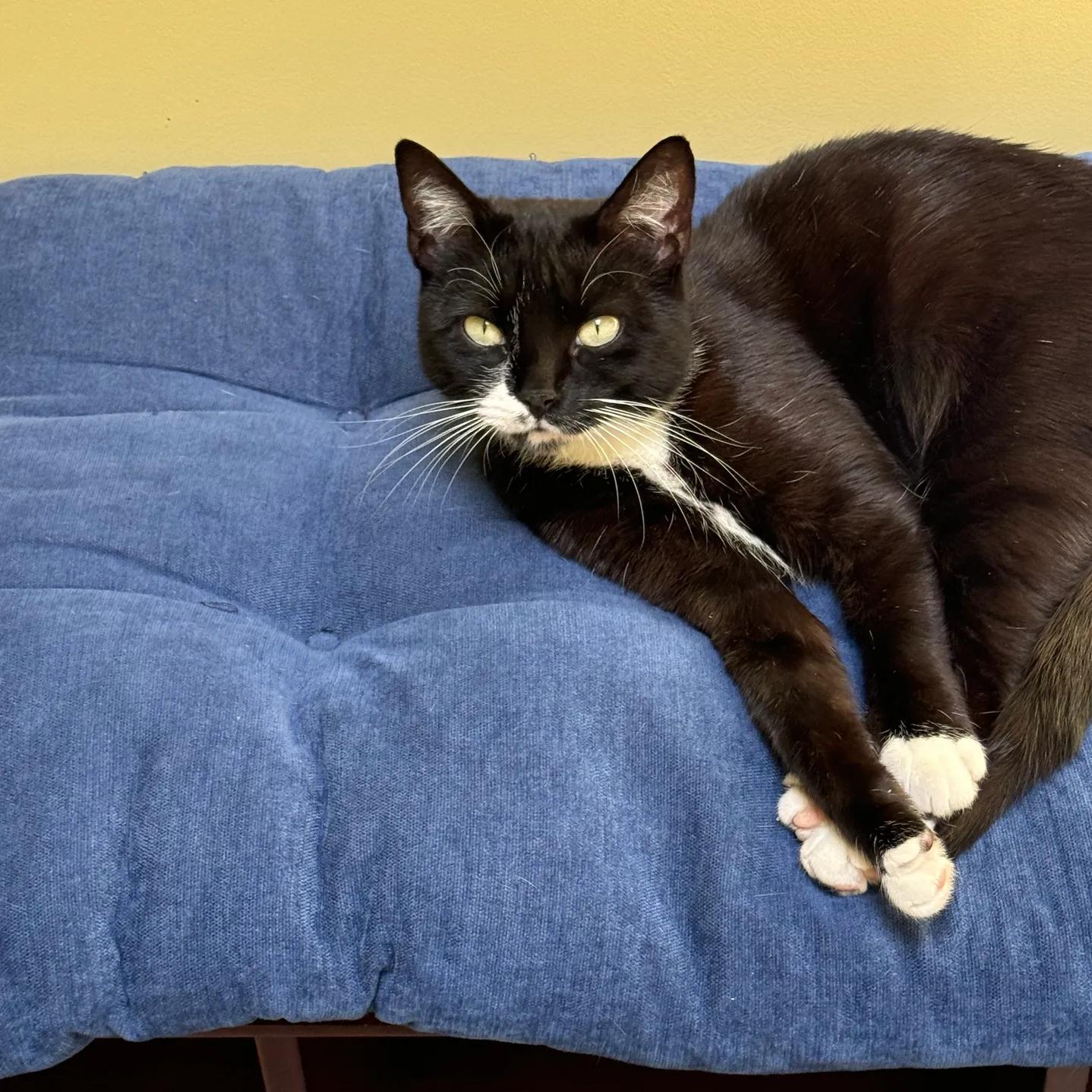 Lucy, Adoptable, Young Female Domestic Short Hair.