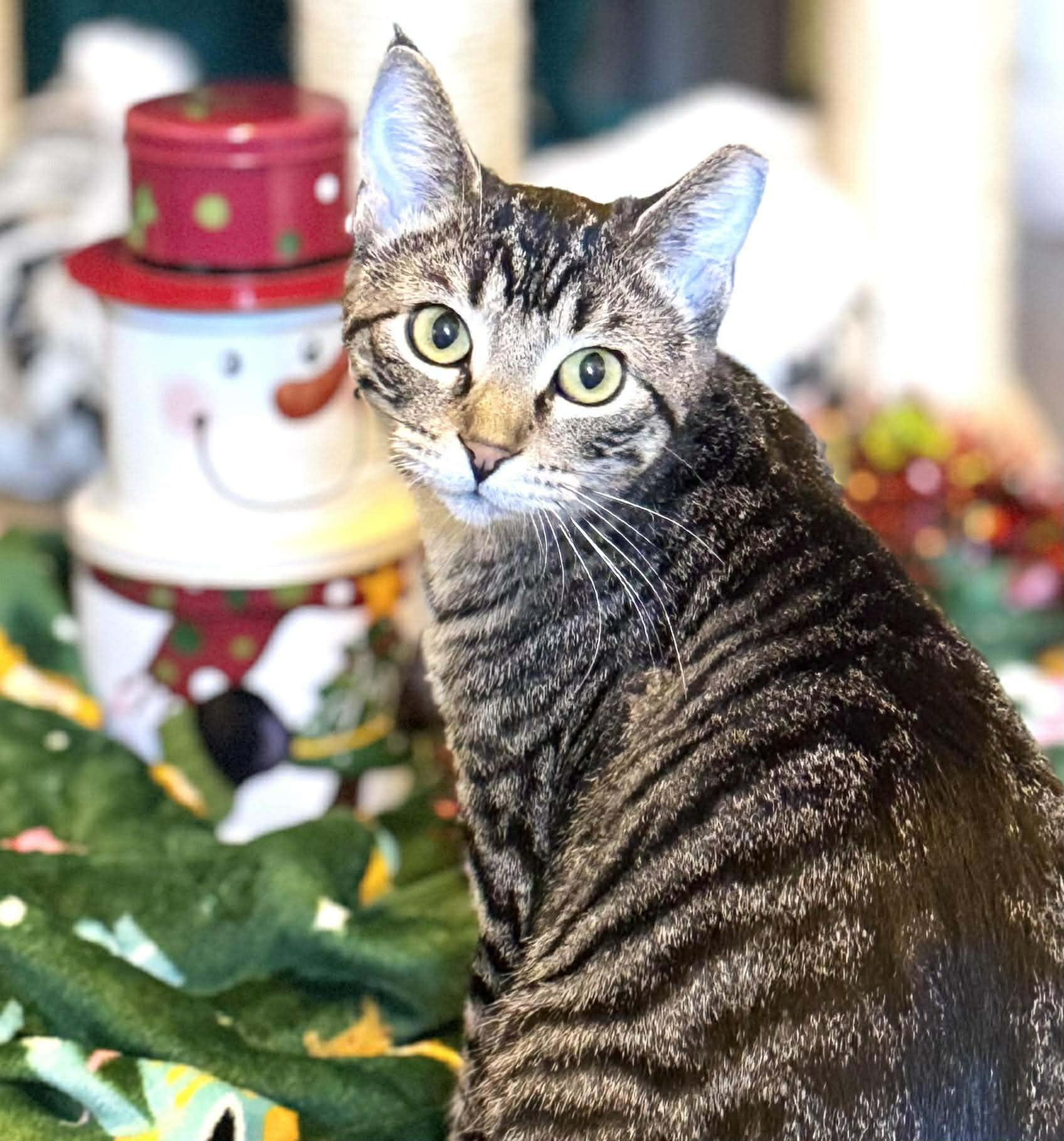 Fawn, a Adoptable Domestic Short Hair in Sedalia, MO image 2/6