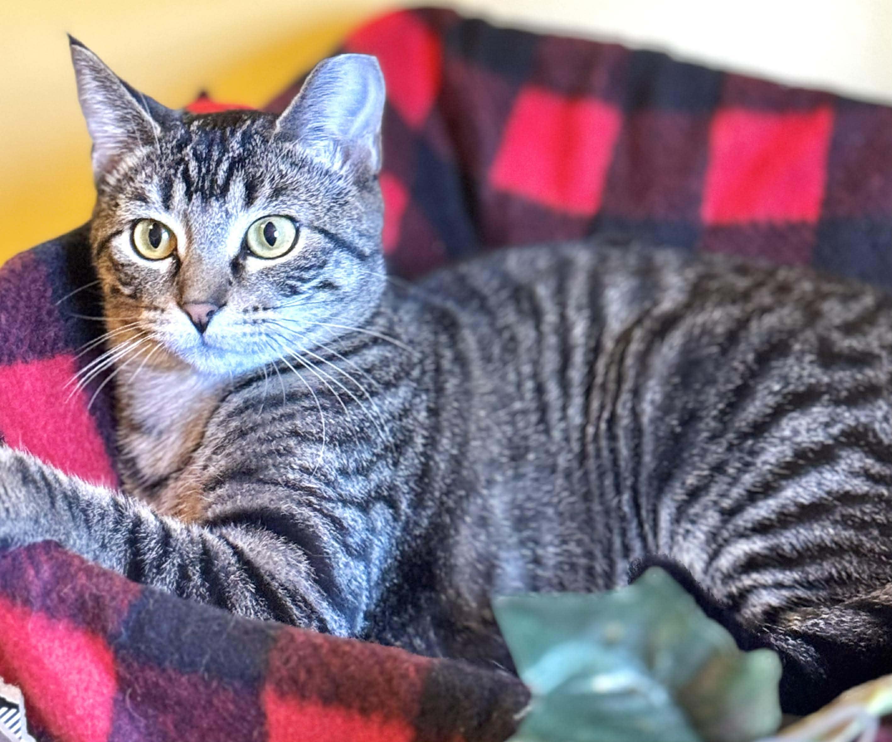 Fawn, a Adoptable Domestic Short Hair in Sedalia, MO image 3/6