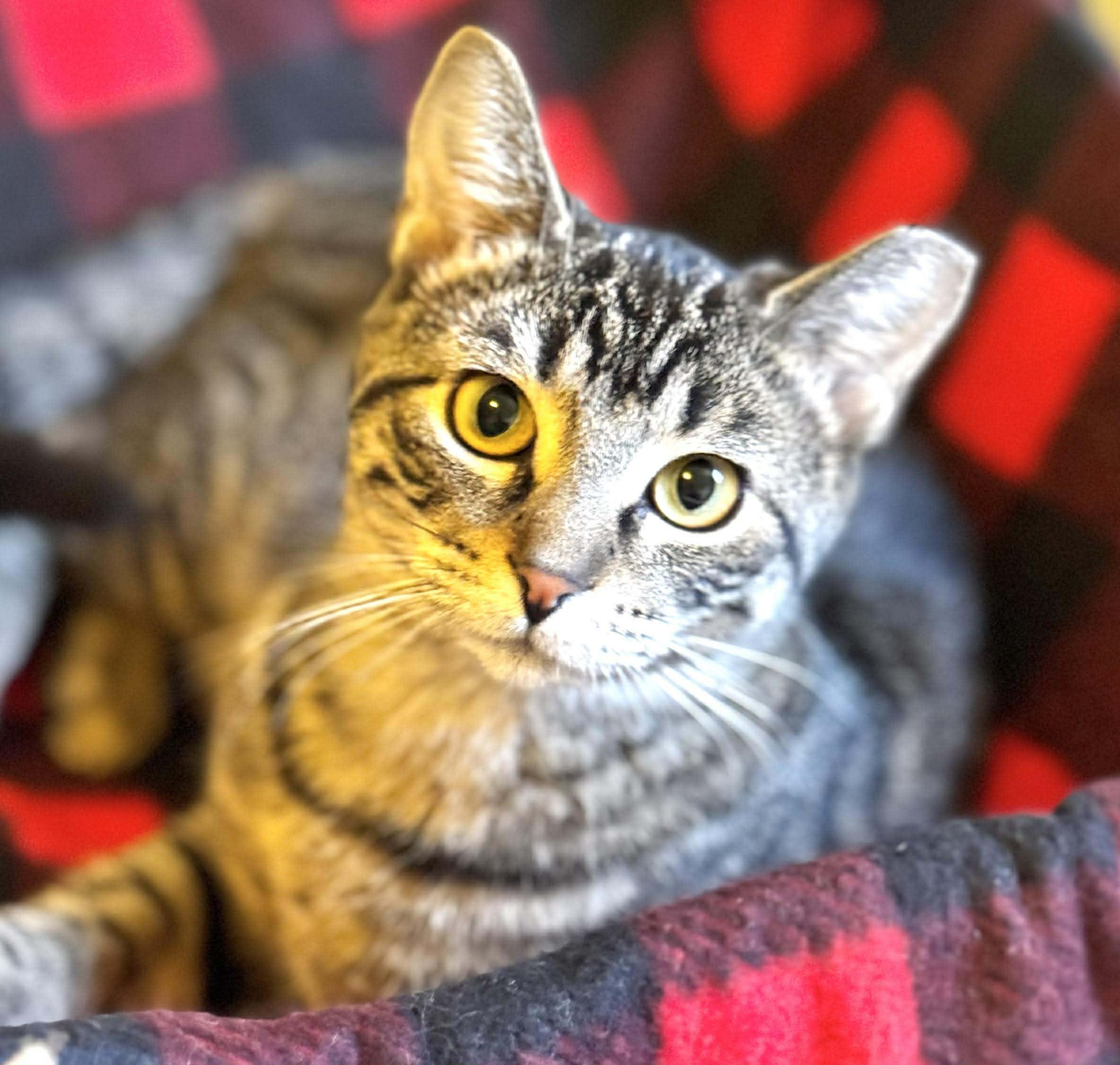 Fawn, Adoptable, Young Female Domestic Short Hair.