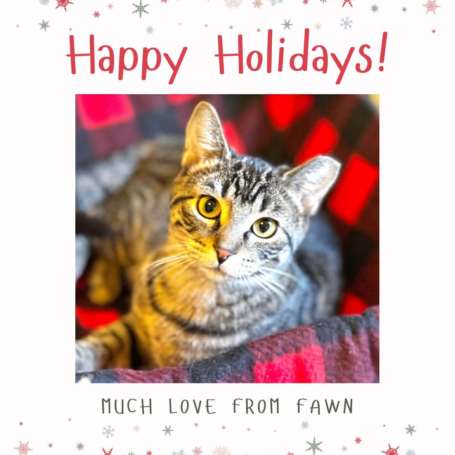 Fawn, a Adoptable Domestic Short Hair in Sedalia, MO image 4/6