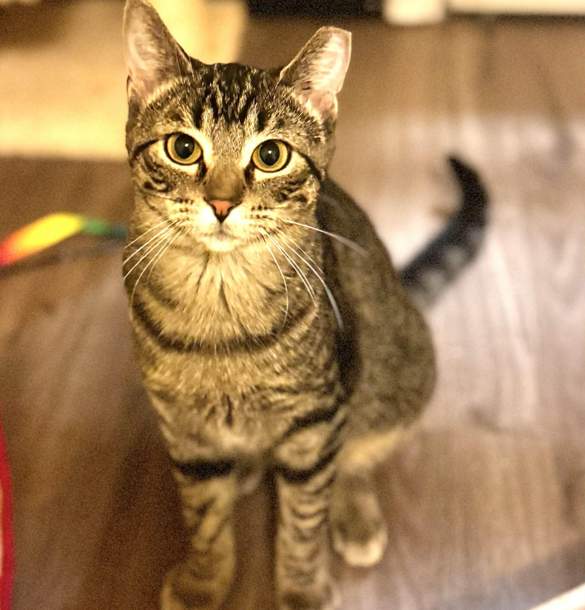 Fawn, a Adoptable Domestic Short Hair in Sedalia, MO image 5/6