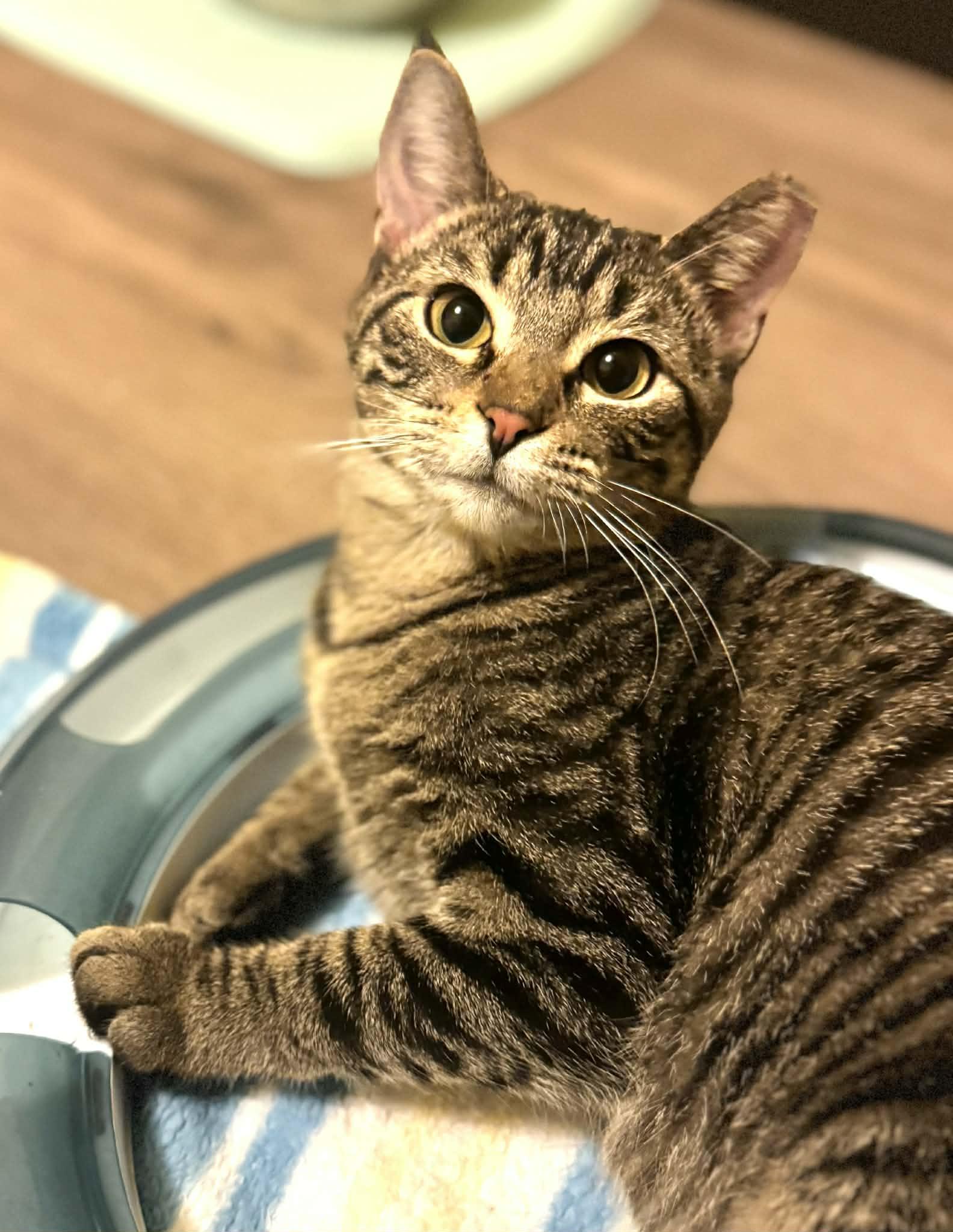 Fawn, a Adoptable Domestic Short Hair in Sedalia, MO image 6/6