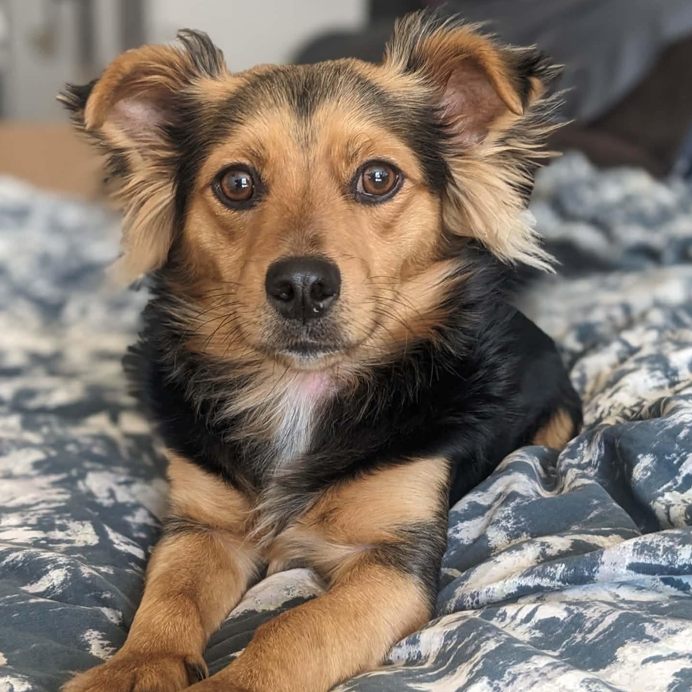 Seus, a ADOPTABLE mixed breed in Calgary, AB image 5/6