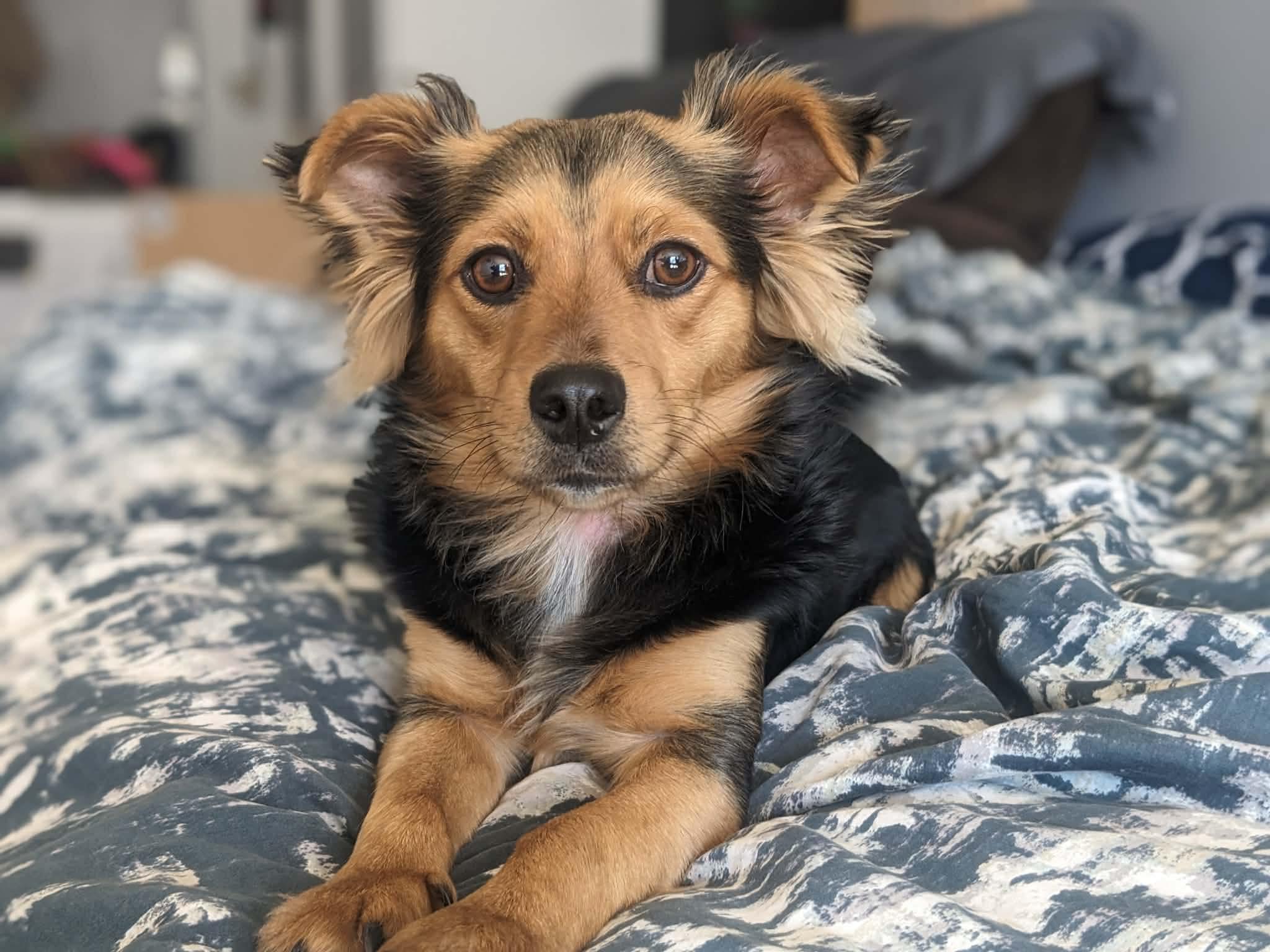 Enlarge Seus, a ADOPTABLE mixed breed in Calgary, AB image 4/6