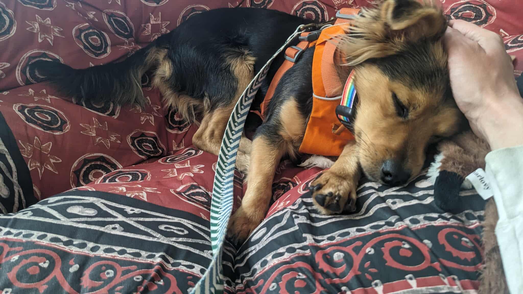 Enlarge Seus, a ADOPTABLE mixed breed in Calgary, AB image 3/6