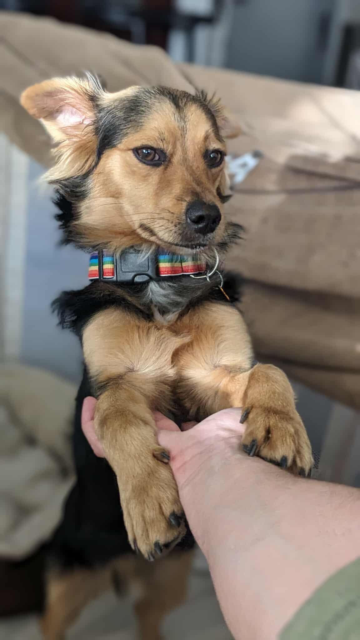 Seus, ADOPTABLE, Adult Male Terrier.