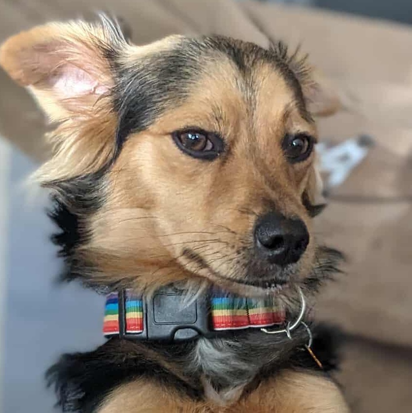 Seus, a ADOPTABLE mixed breed in Calgary, AB image 2/6