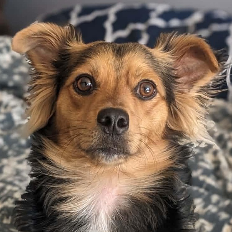 Seus, ADOPTABLE, Adult Male Terrier.