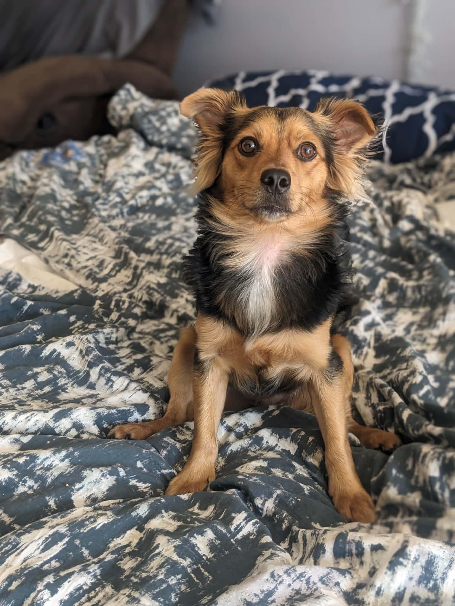 Enlarge Seus, a ADOPTABLE mixed breed in Calgary, AB image 5/6