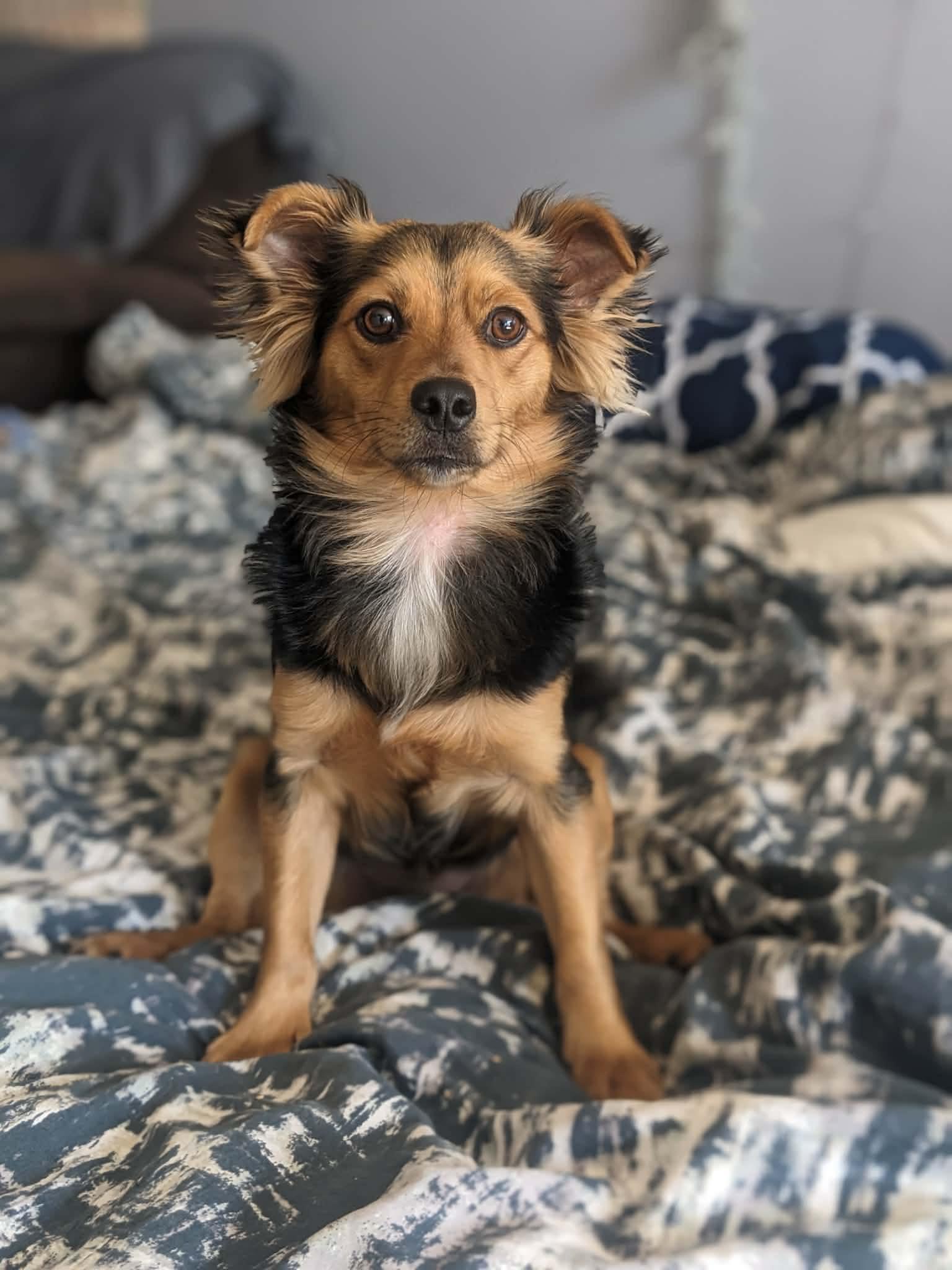 Enlarge Seus, a ADOPTABLE mixed breed in Calgary, AB image 6/6