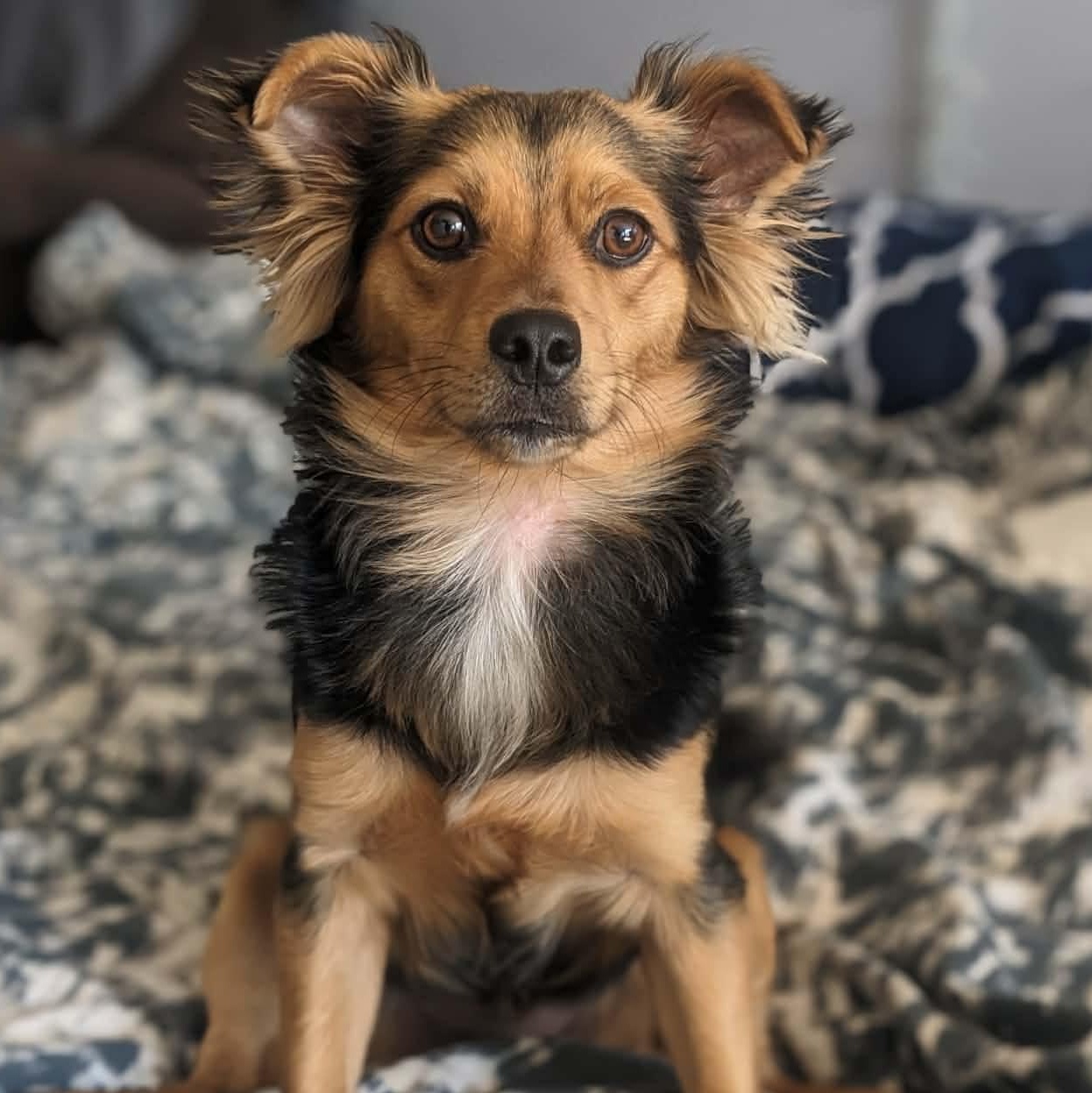 Seus, a ADOPTABLE mixed breed in Calgary, AB image 6/6