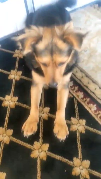 Enlarge Seus, a ADOPTABLE mixed breed in Calgary, AB video 2/6