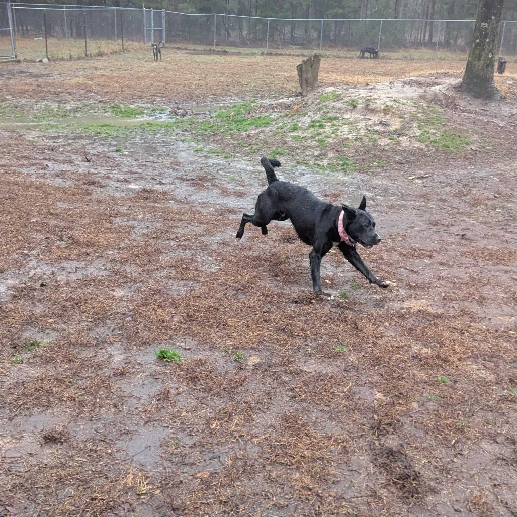 Abe, Adoptable, Young Male Black Labrador Retriever & Border Collie.