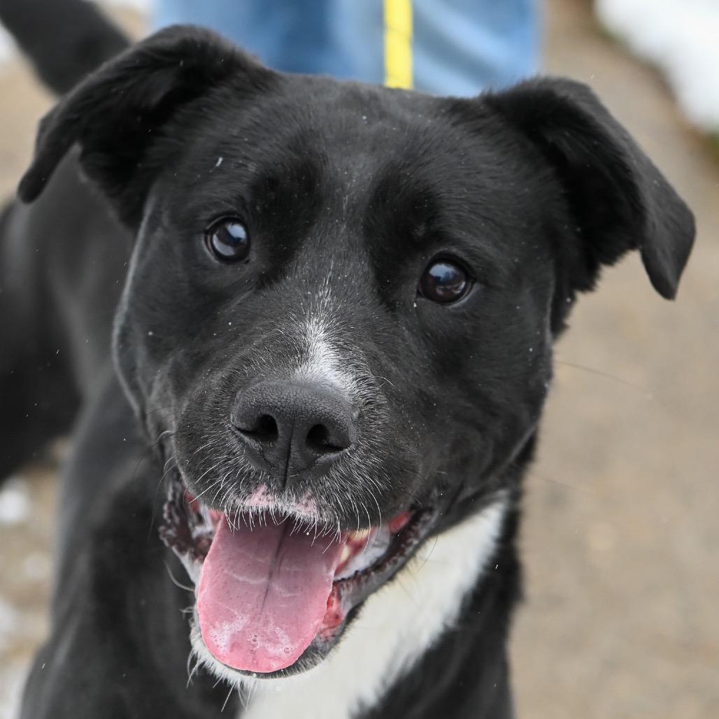 Enlarge Abe, a Adoptable mixed breed in Richmond, VA image 2/6