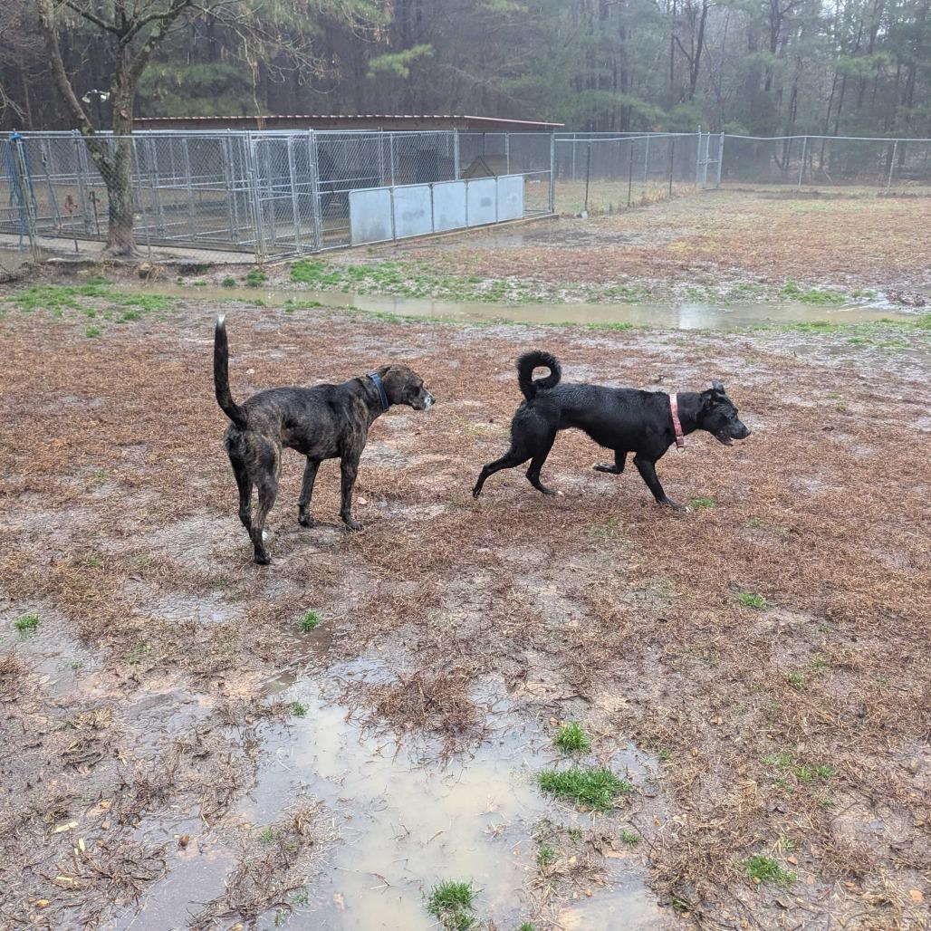Enlarge Abe, a Adoptable mixed breed in Richmond, VA image 3/6