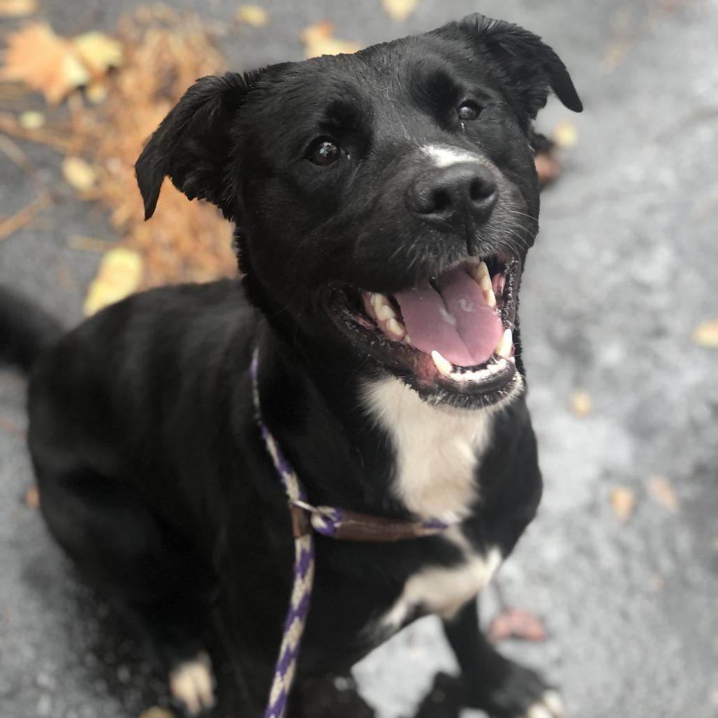 Enlarge Abe, a Adoptable mixed breed in Richmond, VA image 5/6