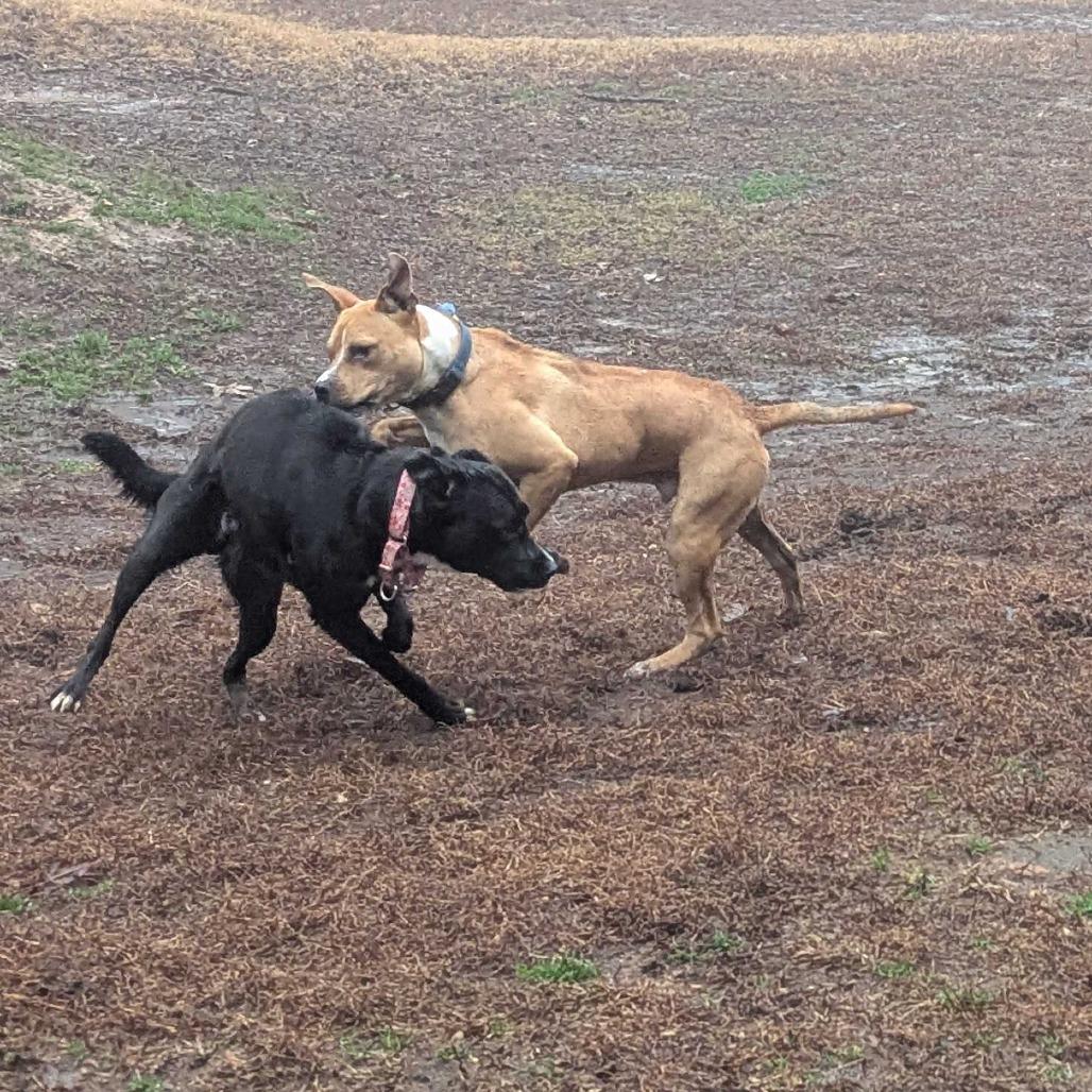 Enlarge Abe, a Adoptable mixed breed in Richmond, VA image 6/6