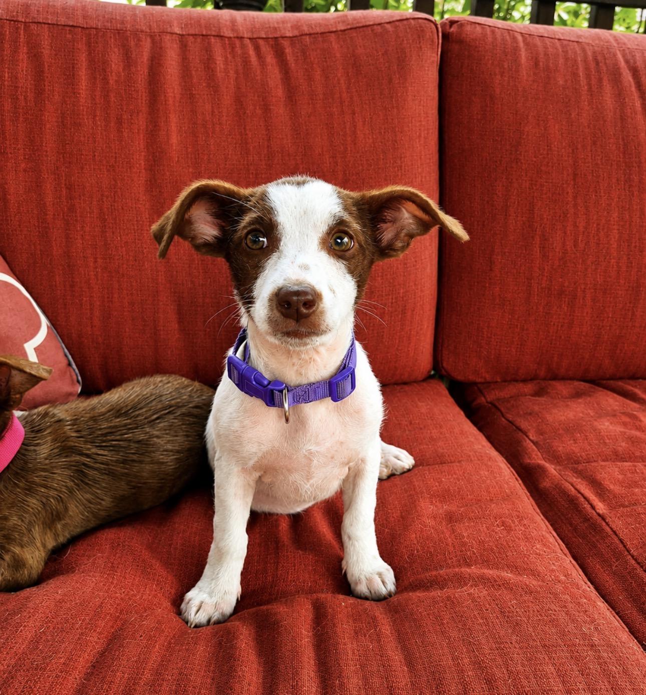 Enlarge Cas, a ADOPTABLE mixed breed in Youngstown, OH image 1/3