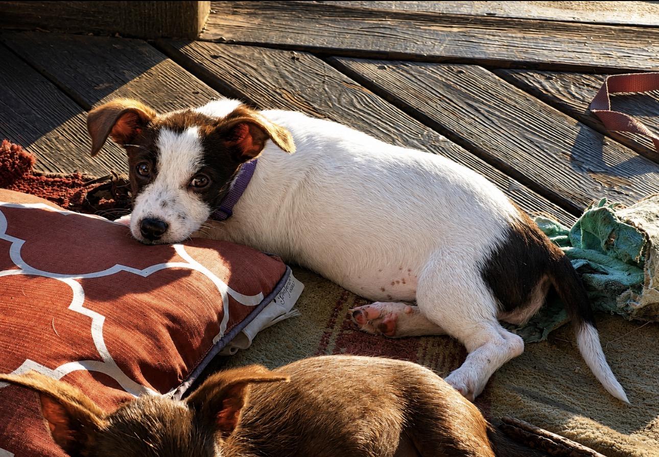 Enlarge Cas, a ADOPTABLE mixed breed in Youngstown, OH image 2/3