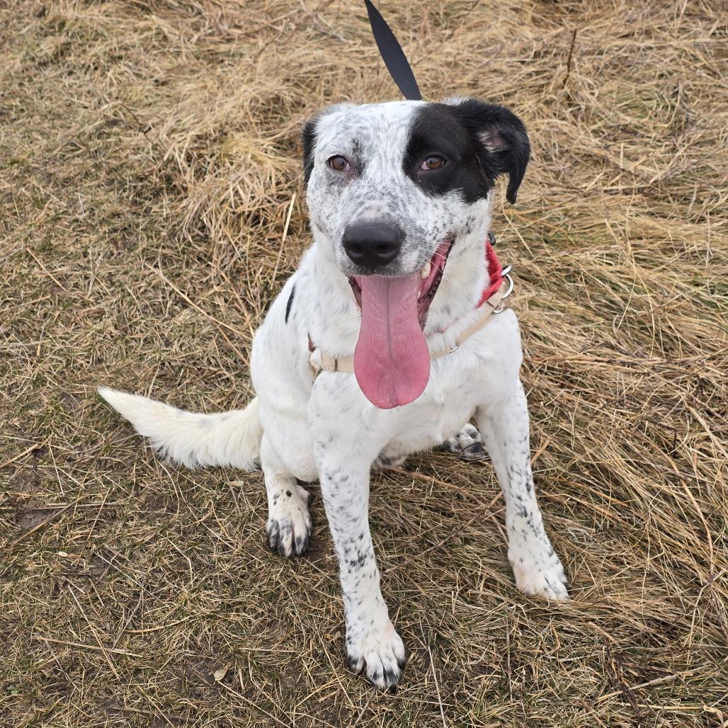 Petey — thumbnail 2