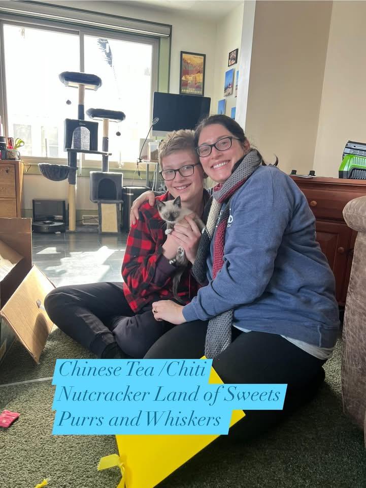 Enlarge Chinese Tea (Chiti), an adopted Domestic Short Hair in New Hartford, NY image 1/2