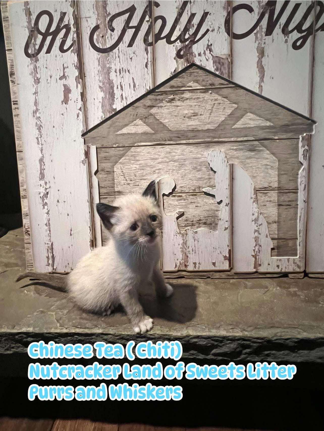 Enlarge Chinese Tea (Chiti), a ADOPTABLE Domestic Short Hair in New Hartford, NY image 1/1