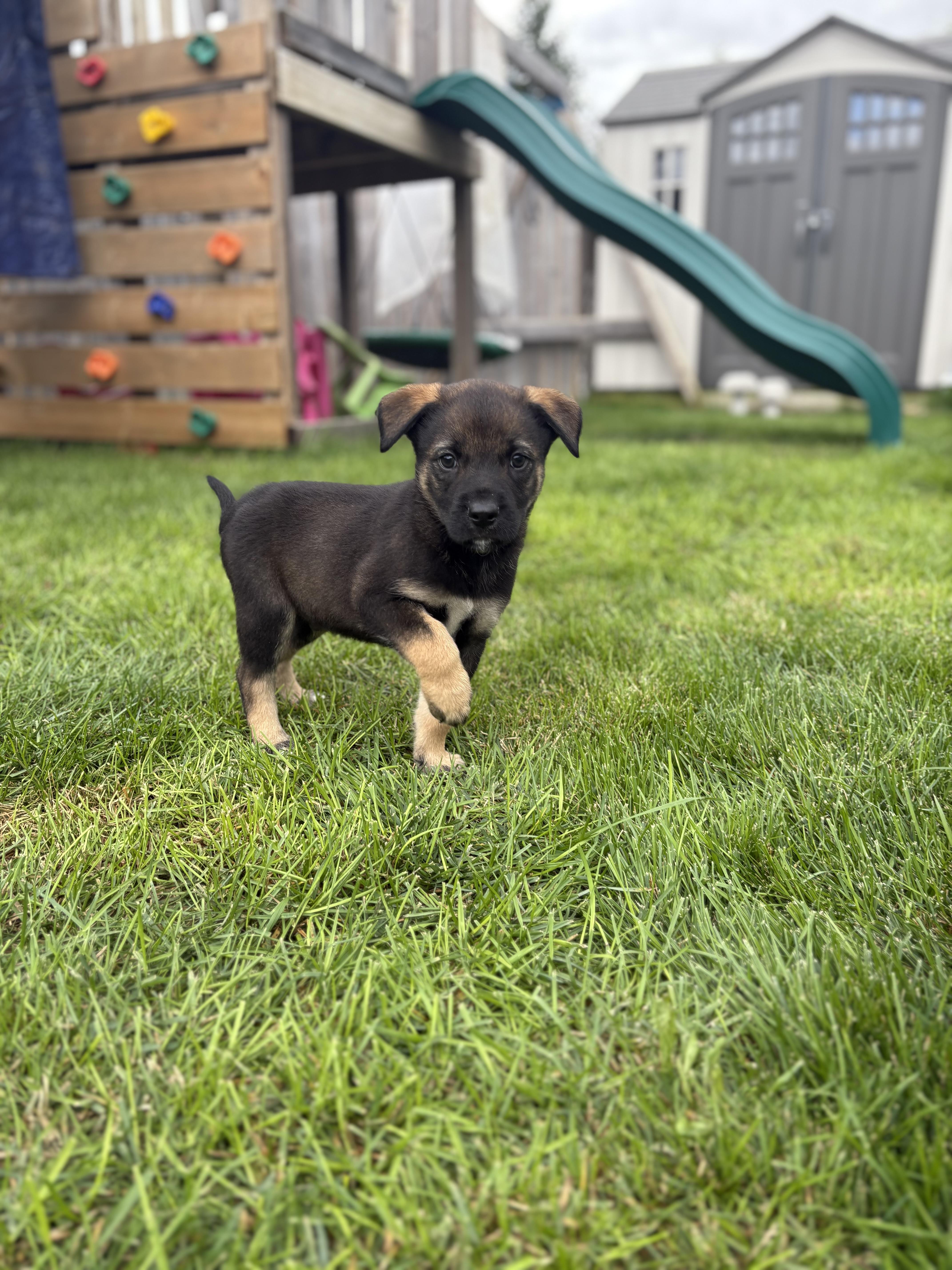 Enlarge Toad - pending, a Adoptable Mixed Breed in Saskatoon, SK image 2/3