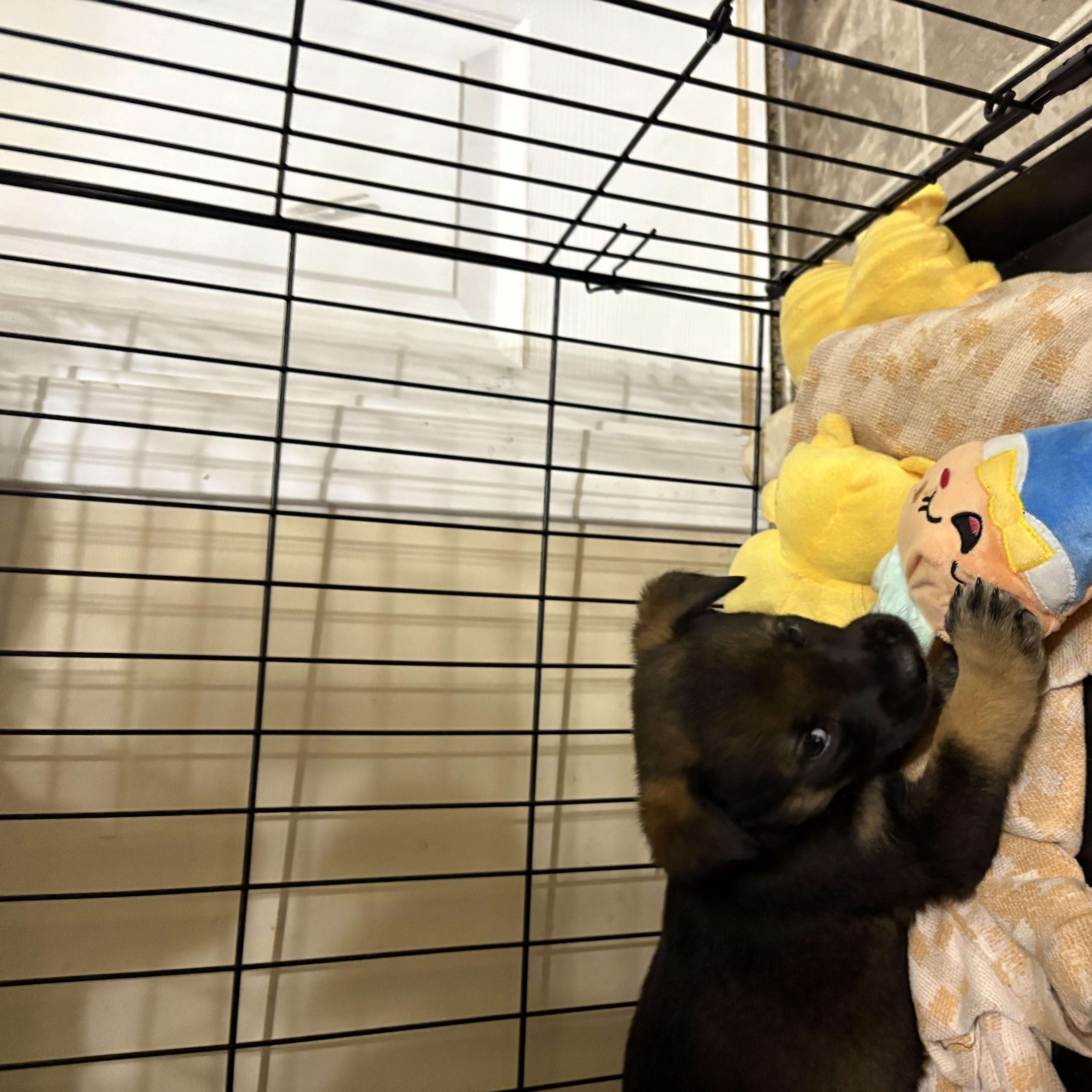 Enlarge Toad - pending, a Adoptable Mixed Breed in Saskatoon, SK image 3/3