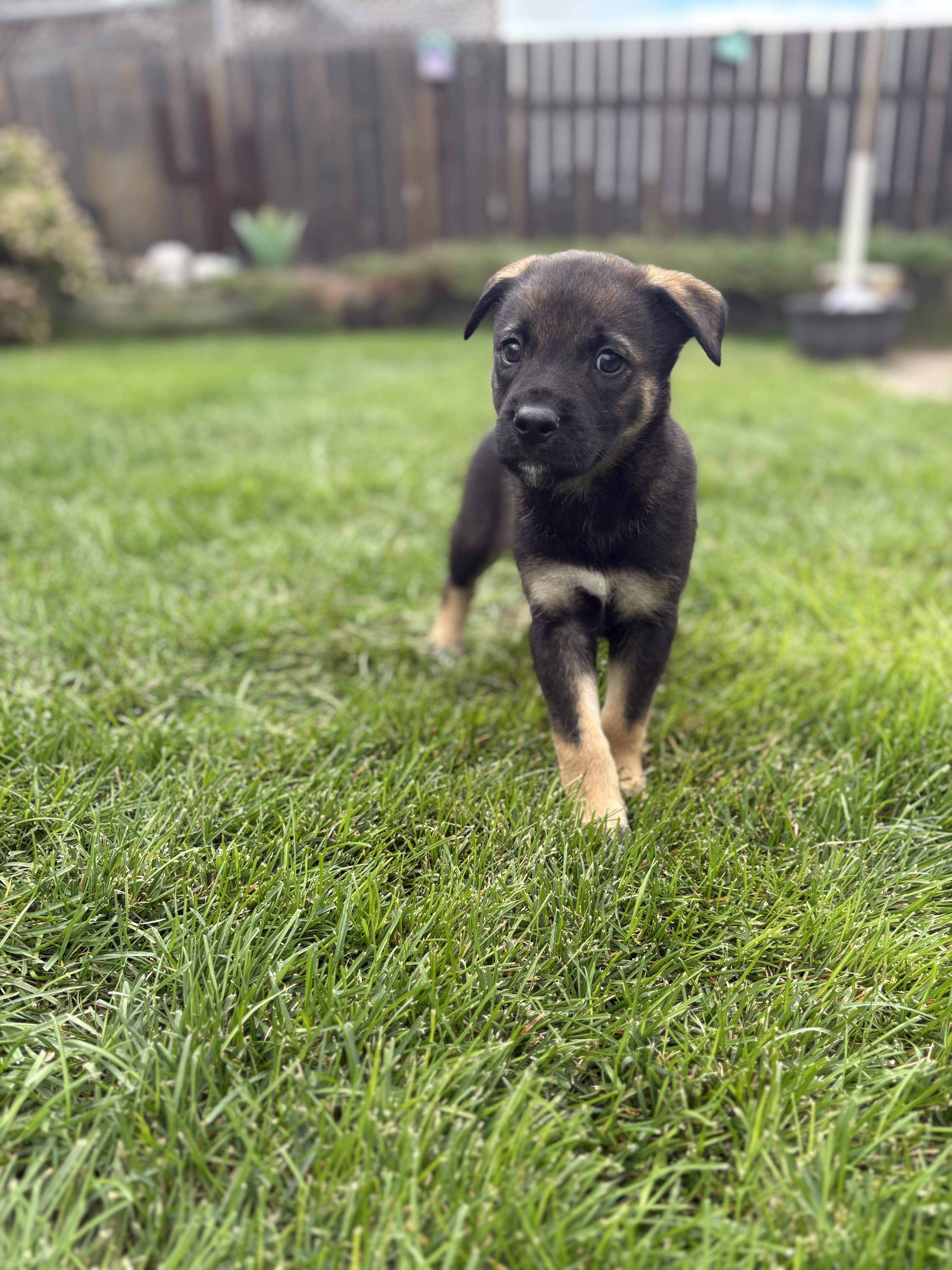 Toad - pending, Adoptable, Puppy Male Mixed Breed.