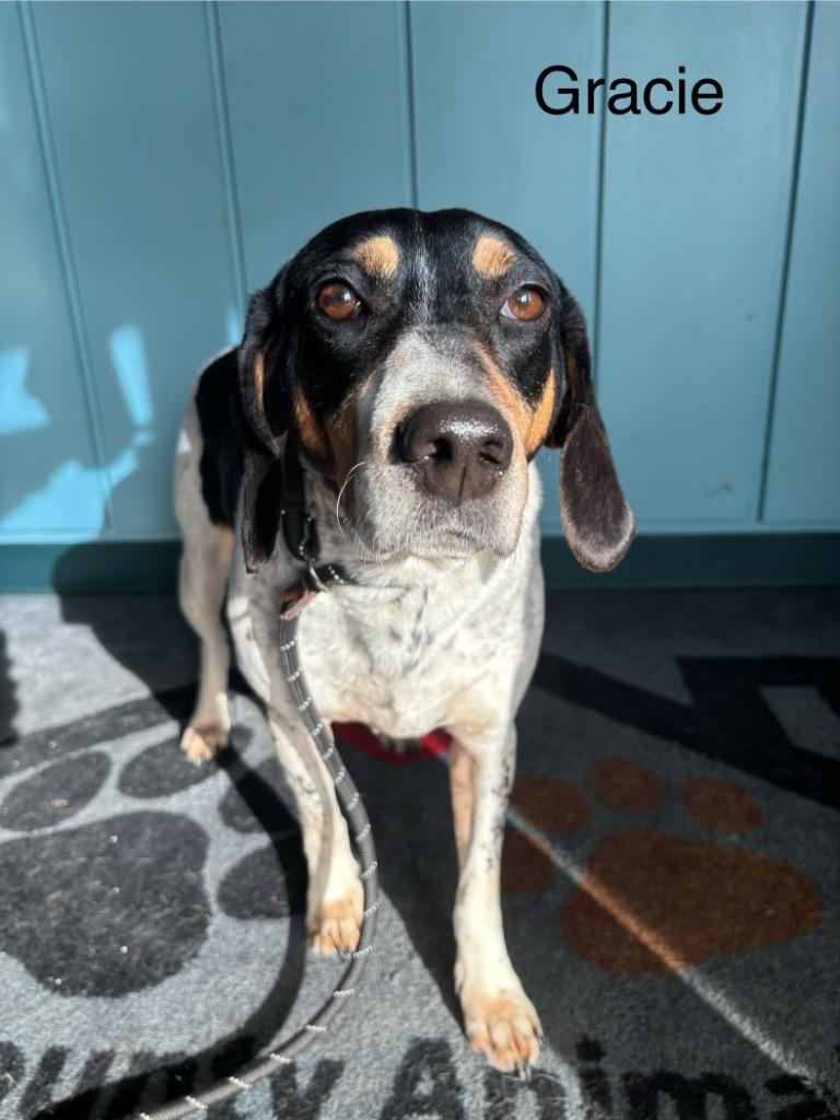 B23 Gracie, Adoptable, Adult Female Beagle & Hound.