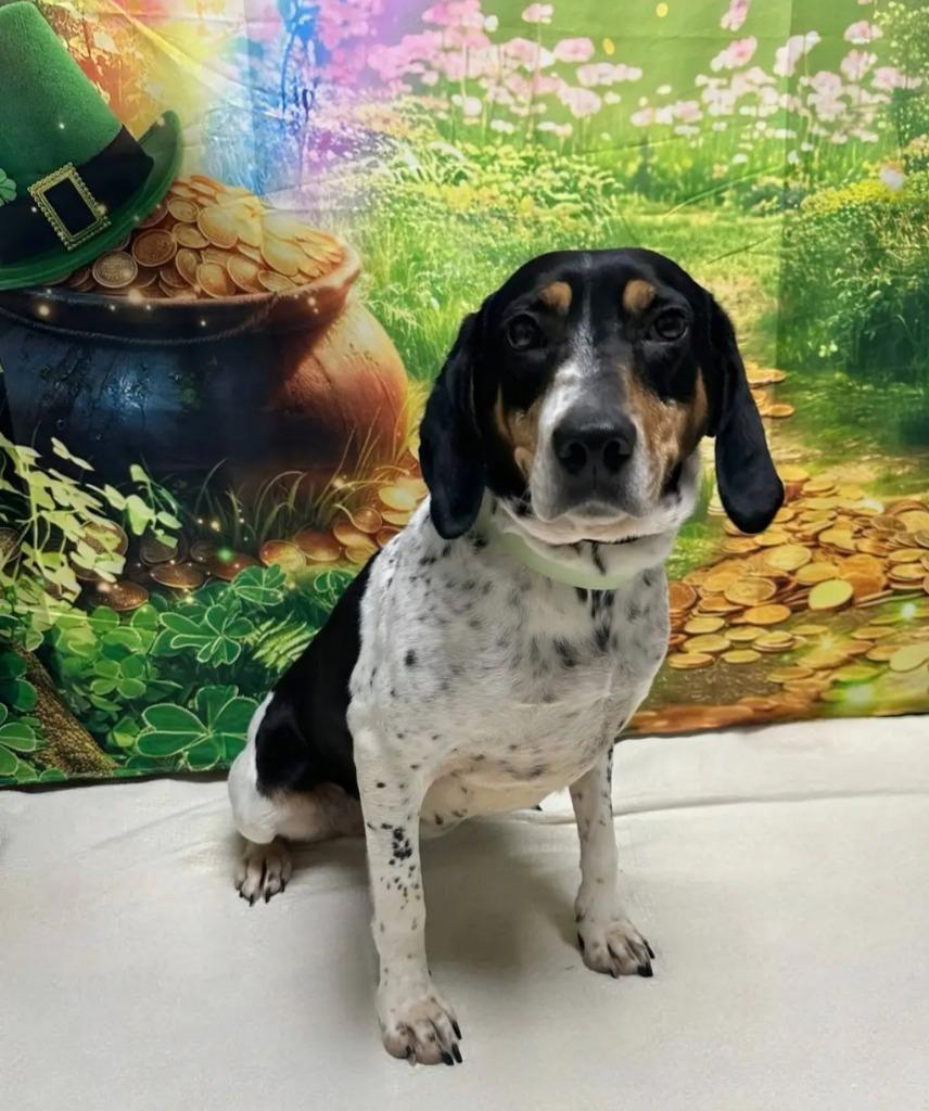 Enlarge B23 Gracie, a Adoptable mixed breed in Wabash, IN image 2/2