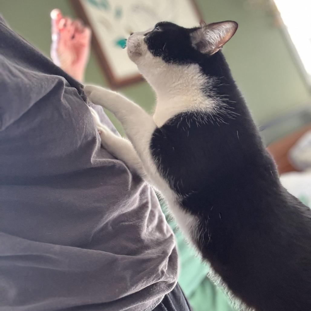 Enlarge Pumba, a Adoptable Domestic Short Hair in Chattanooga, TN image 1/5