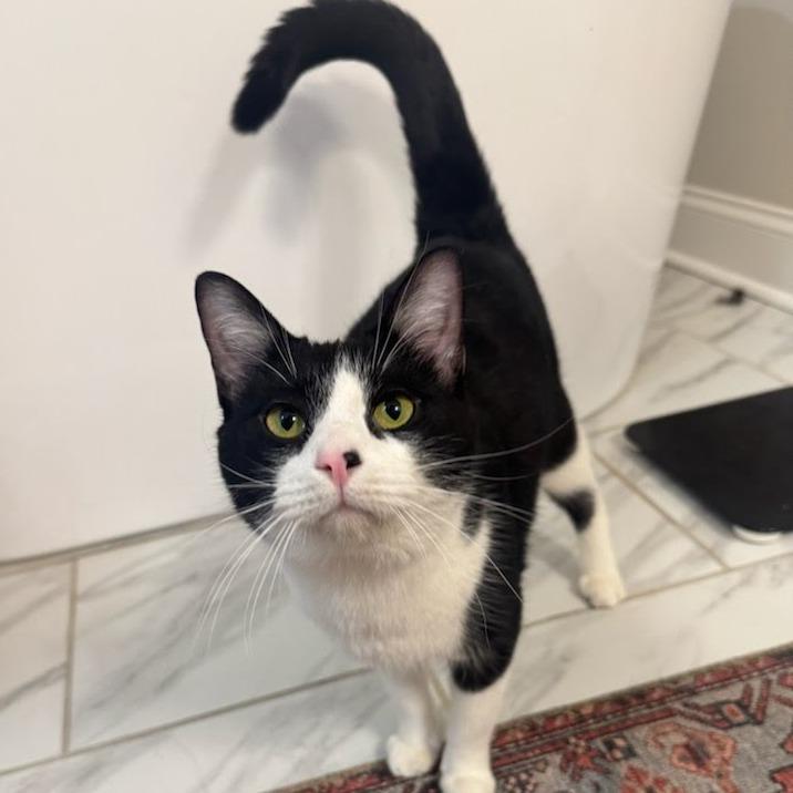 Enlarge Pumba, a Adoptable Domestic Short Hair in Chattanooga, TN image 2/5