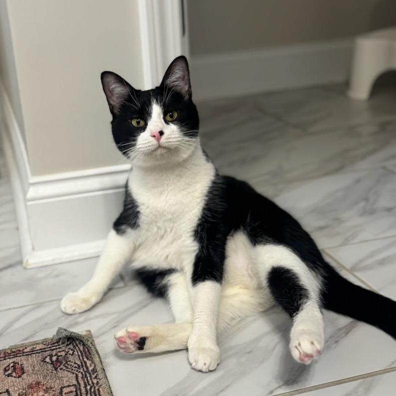 Enlarge Pumba, a Adoptable Domestic Short Hair in Chattanooga, TN image 3/5