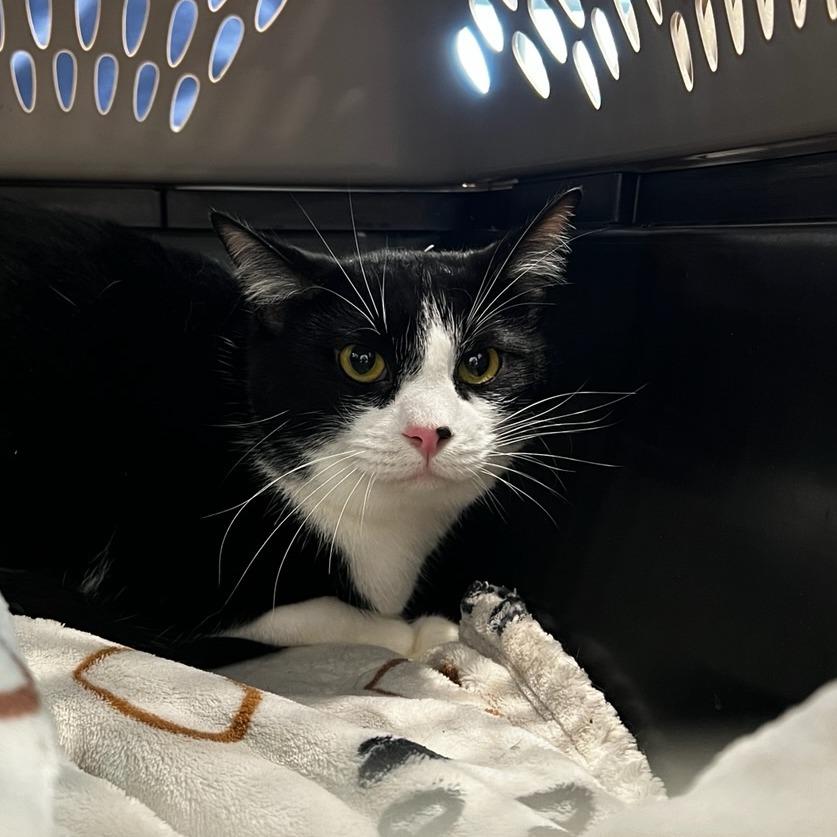 Enlarge Pumba, a Adoptable Domestic Short Hair in Chattanooga, TN image 4/5