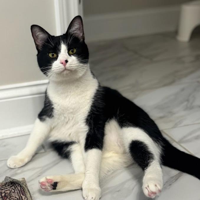 Enlarge Pumba, a Adoptable Domestic Short Hair in Chattanooga, TN image 5/5