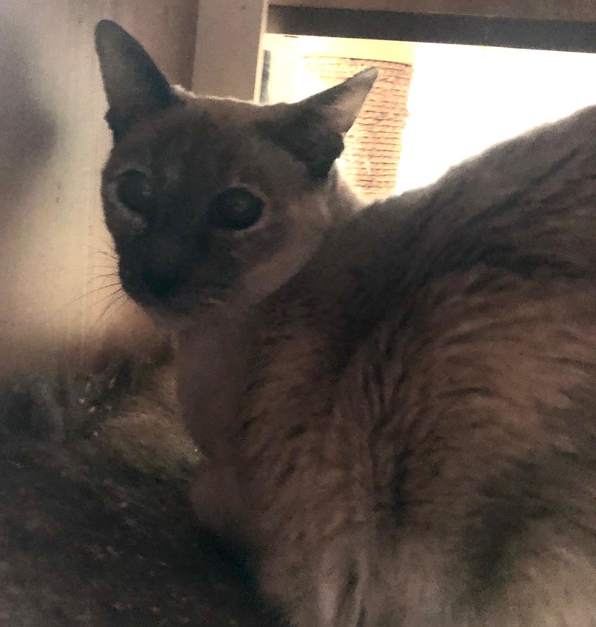 Daisy (w/ Iris), adopted, Senior Female Siamese.