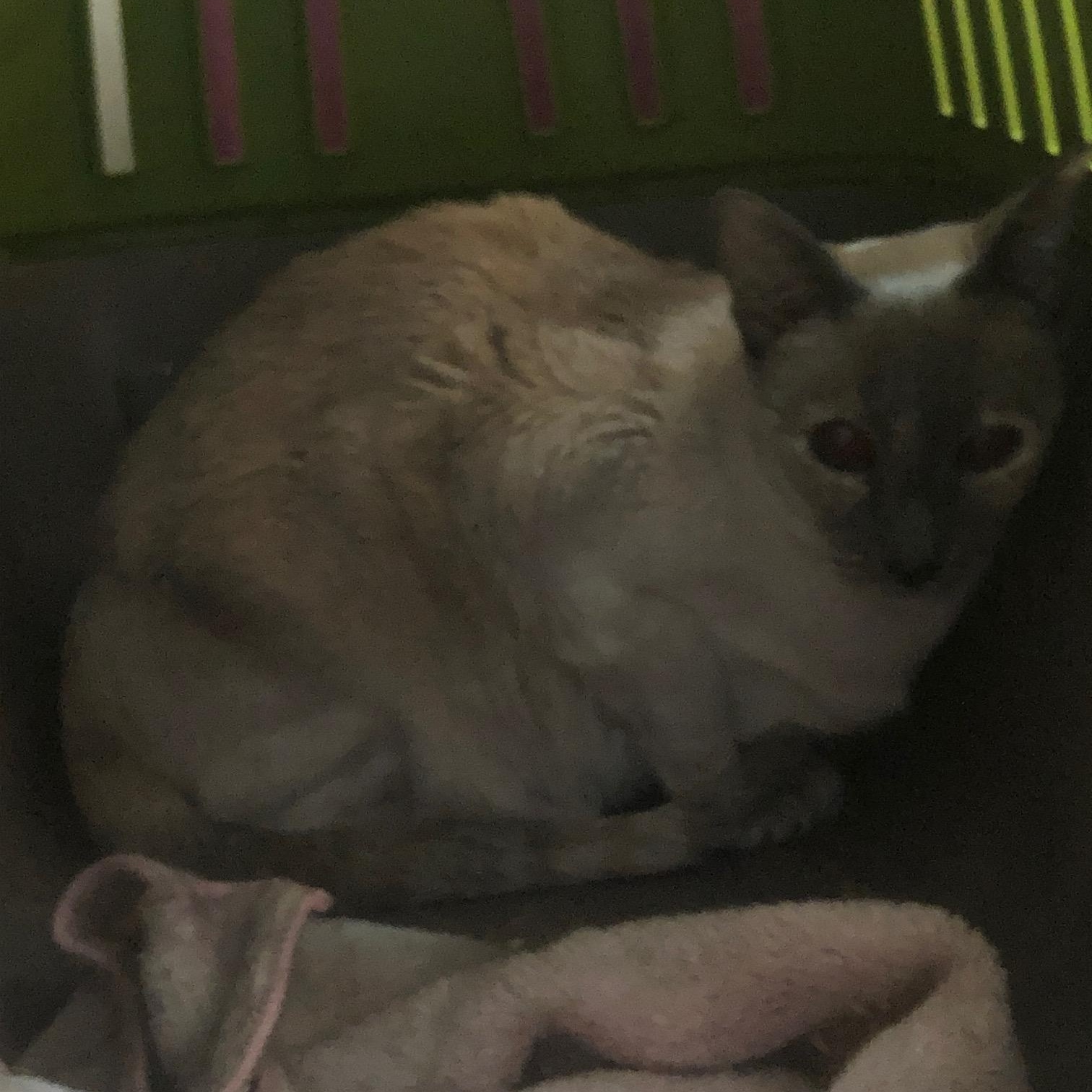 Daisy (w/ Iris), an adopted Siamese in Caledon, ON image 3/3