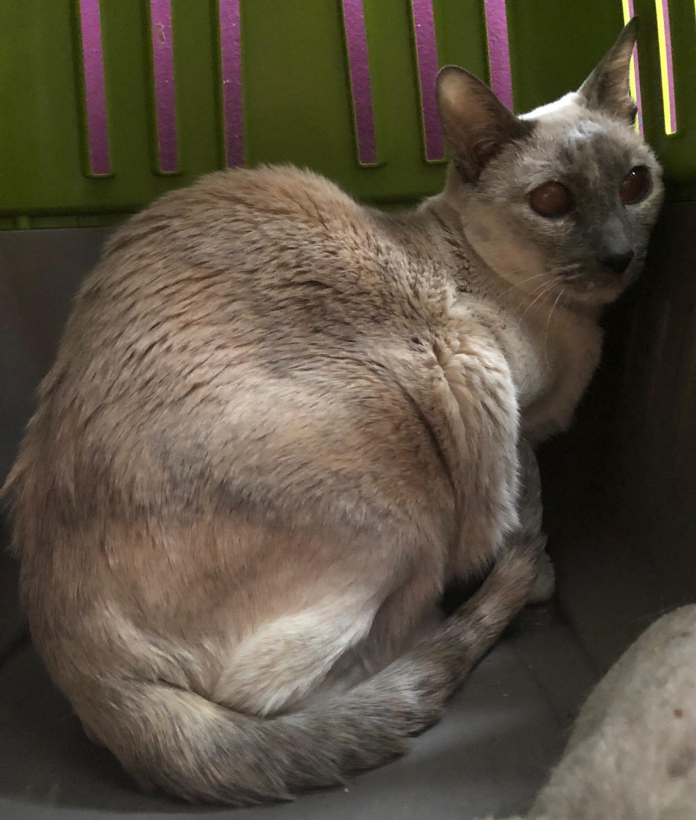 Daisy (w/ Iris), an adopted Siamese in Caledon, ON image 2/3