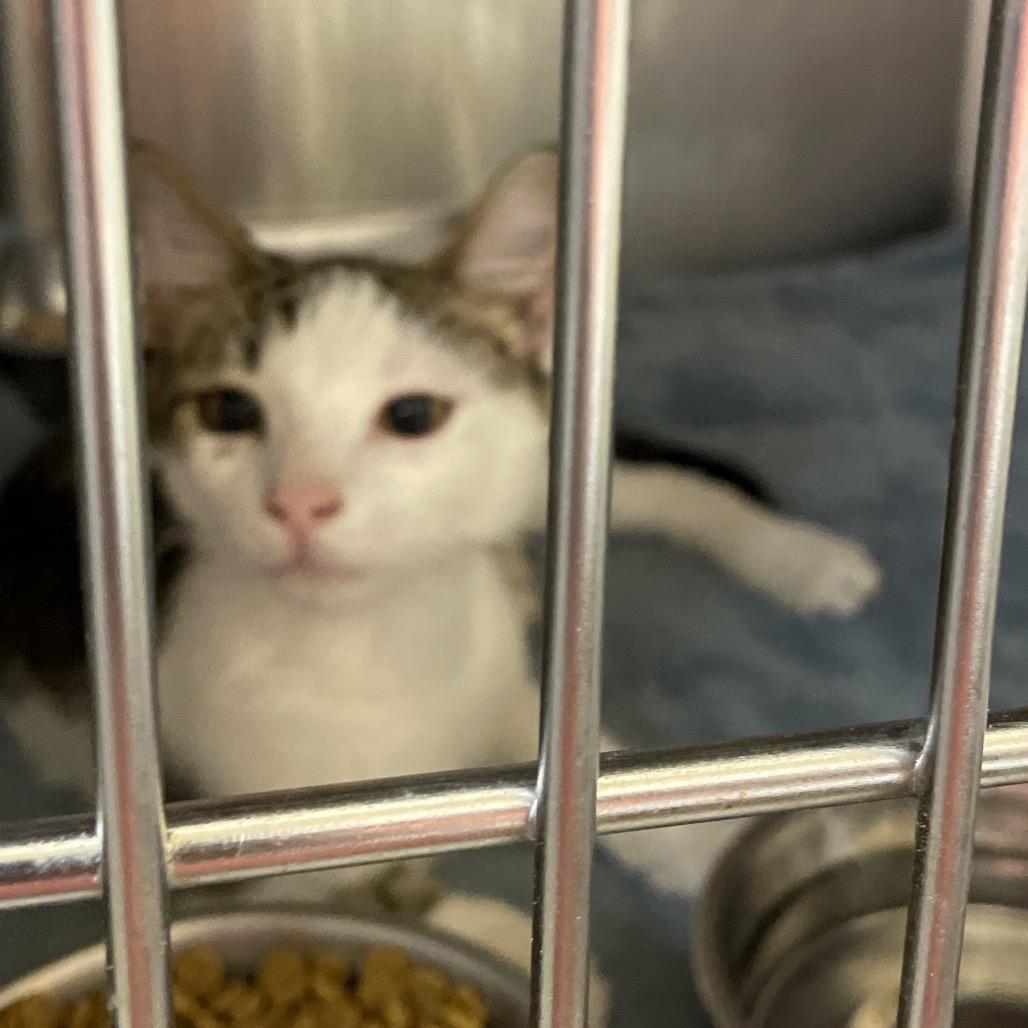 Donatello, Adoptable, Young Male Domestic Short Hair.