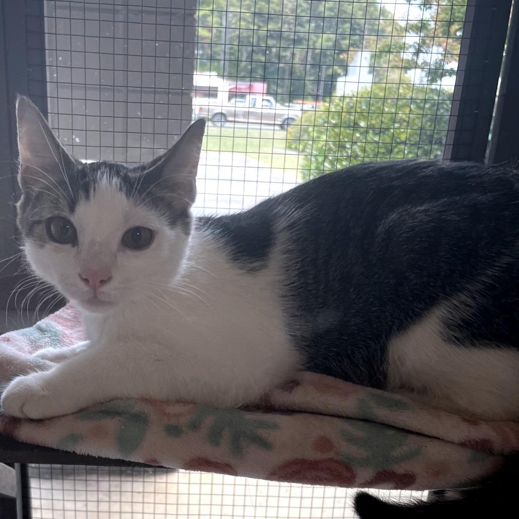 Enlarge Donatello, a Adoptable Domestic Short Hair in Brownsboro, AL image 2/2